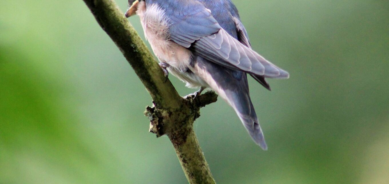 How to Build a Birdhouse for Martins – Mother Earth News - Vimarsana News